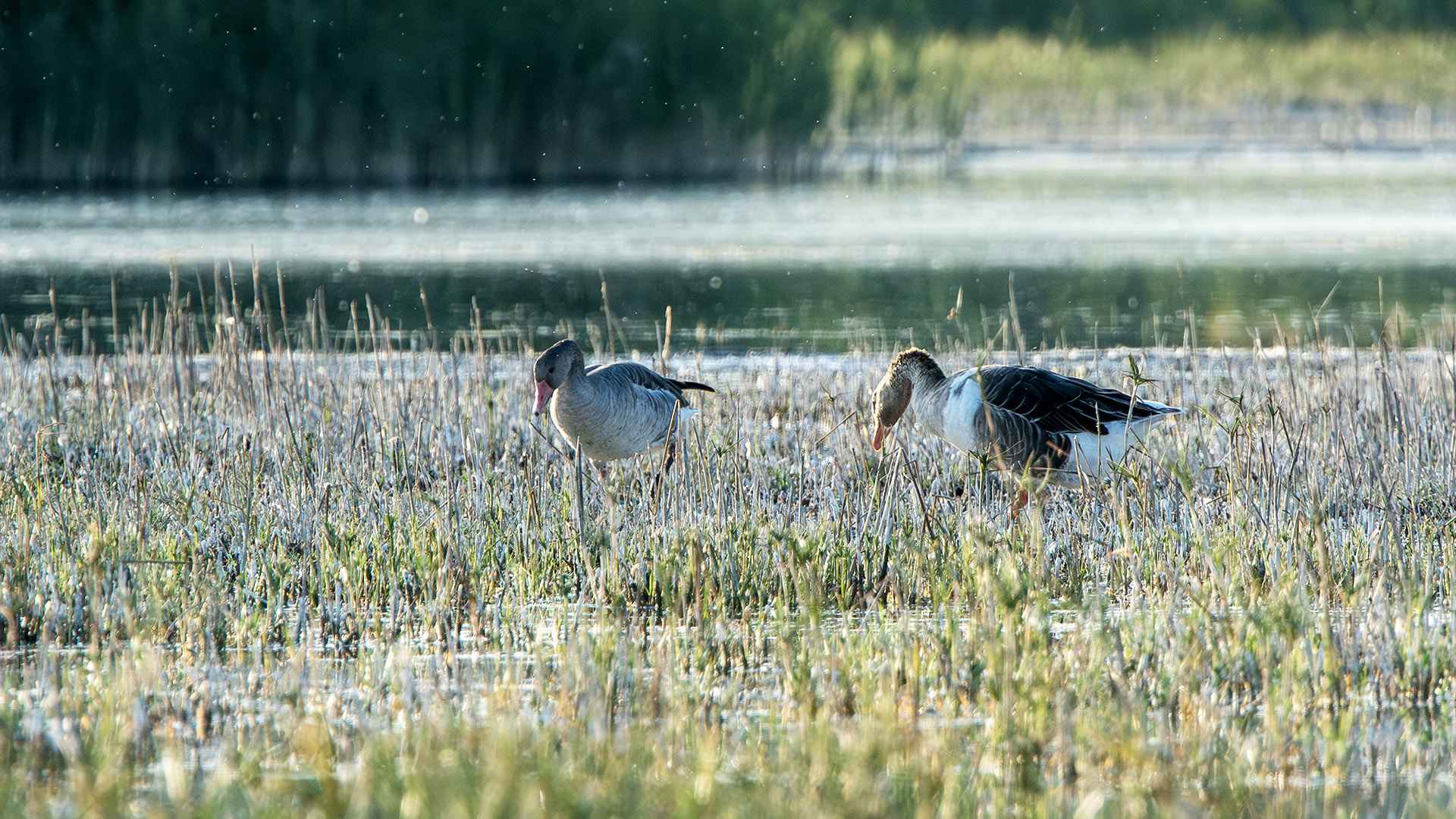 Graylag Goose